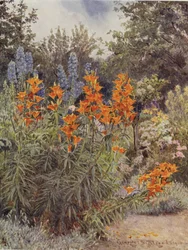 Lys orange et Pied d