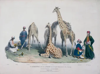Jardins zoologiques, Regent