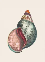 Bulla en agate