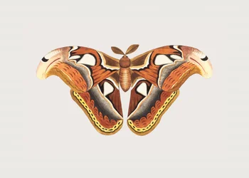 Papillon de nuit Atlas