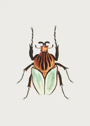 Chef Beetle
