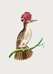 Tody à crête