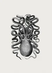 Seiche à huit tentacules