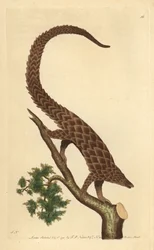 Pangolin à quatre doigts, Pangolin à longue queue ou Pangolin à ventre noir, de 