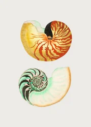 Le Grand Nautilus