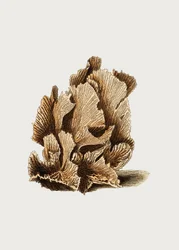 Laitue Madrepore