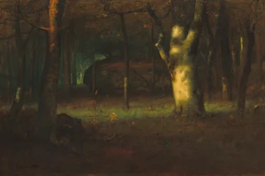 Coucher de soleil dans les bois
