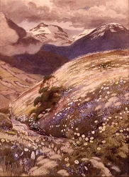 Fleurs alpines