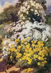 Oenothera Fruticosa Youngii, une des meilleures onagres, avec un fond de phlox blancs, Achillea Ptarmica et marguerites Shasta