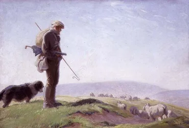 Berger des South Downs