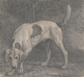Un Foxhound sur la Piste
