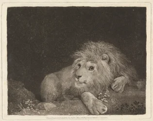Un lion [Un lion couché]