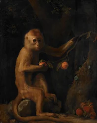 Un singe