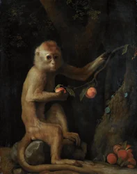 Un singe