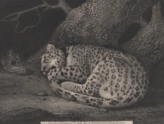 Un léopard endormi