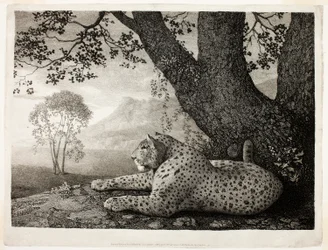 Un tigre (Un léopard couché près d