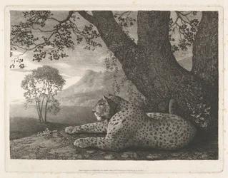 Un tigre (un léopard couché près d