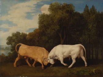 Combat de taureaux
