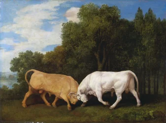 Combat de taureaux