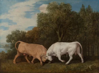 Combat de Taureaux