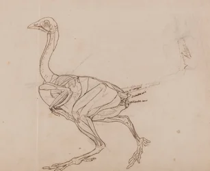 Corps de poule de Dorking, vue latérale (Dessin de contour des muscles)