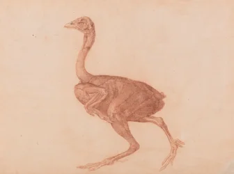Poule de Dorking, vue latérale