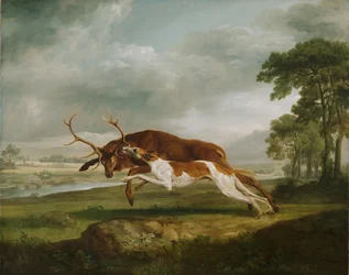 Chien courant sur un cerf