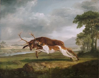 Chien courant un cerf