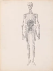 Figure humaine, vue antérieure