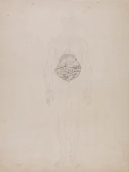 Figure humaine, vue antérieure (dessin au trait)