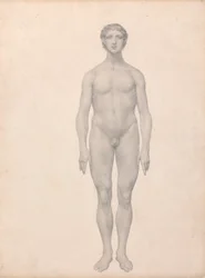 Figure Humaine, Vue Antérieure, Non Disséquée