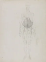 Figure humaine, vue antérieure, de 
