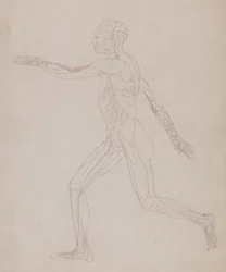 Figure humaine, vue latérale