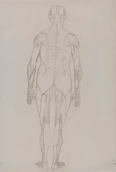 Figure humaine, vue postérieure (dessin au trait pour figure clé de la table XII)
