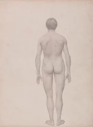 Figure humaine, vue postérieure, non disséquée (étude finie pour la table VII)