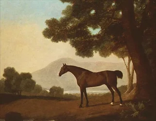 "Johnny", un étalon baie dans un paysage boisé