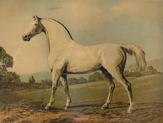 Mambrino. Élevé par Lord Grosvenor