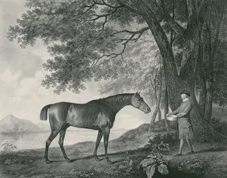 Sharke, gravé par George Townley Stubbs (1756-1815) pub. 1794 (eau-forte)