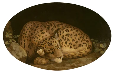 Léopard endormi