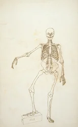 Étude de la figure humaine, vue antérieure, de 