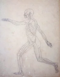 Étude de la figure humaine, vue latérale, d