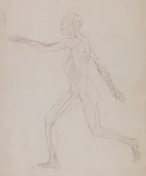 Étude de la figure humaine, vue latérale, d