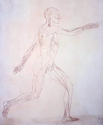 Étude de la figure humaine, vue latérale, d