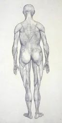 Étude de la figure humaine, vue postérieure, d