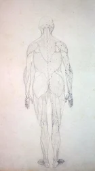 Étude de la figure humaine, vue postérieure, d