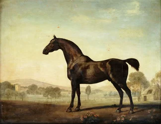 Sweetwilliam, un cheval de course bai, dans un paddock, 1779