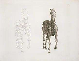Tab. VIII, de 