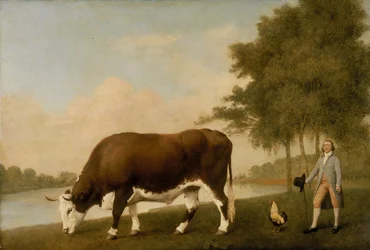 Le bœuf du Lincolnshire