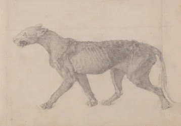 Corps de tigre, vue latérale (premier de neuf dessins d