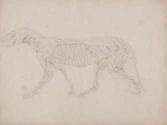 Corps de tigre, vue latérale